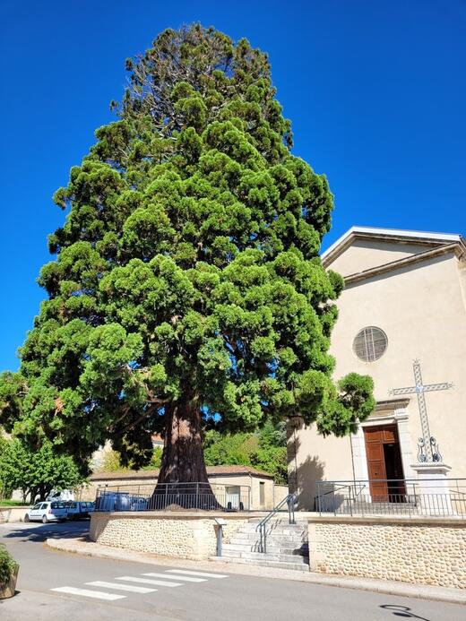 Le Wellingtonia Le Wellingtonia